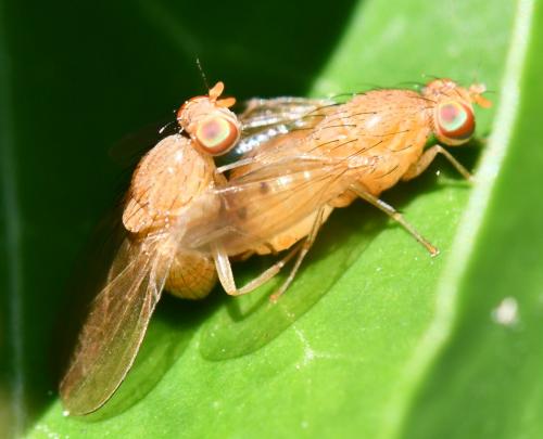 Réf. 293 124 : Sapromyzosoma sp.